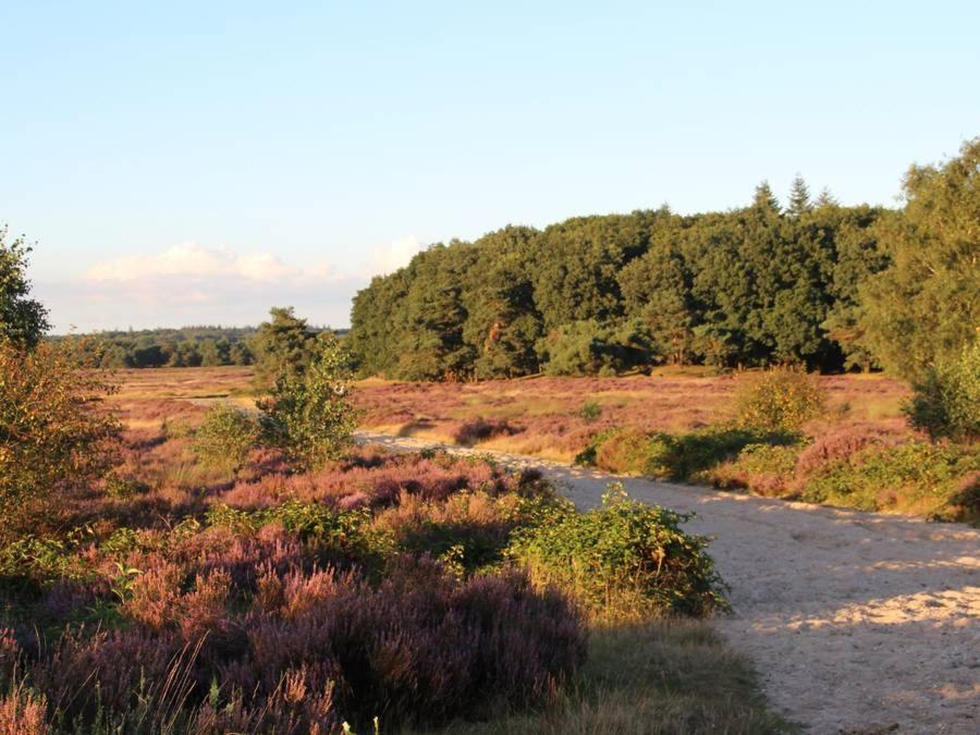 Chalet Veluwe Wageningen Villa Kültér fotó